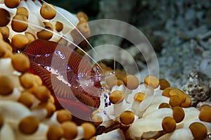 Sarasvati anemone shrimp