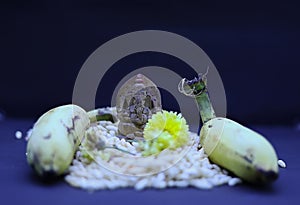 Saraswathi Pooja and Ayudha Pooja Celebrations - Hindu God Vinayaga with banana, flowers and pori on black background.