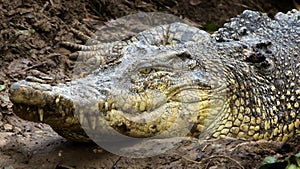 Sarawak Crocodile