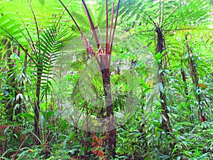 A sarborescent fern forest