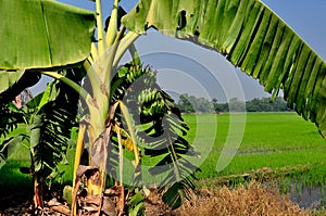 Sarburi, Thailand: Banana Tree and Rice Paddies