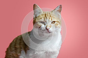 sarcastic red and white cat sitting on a pink background