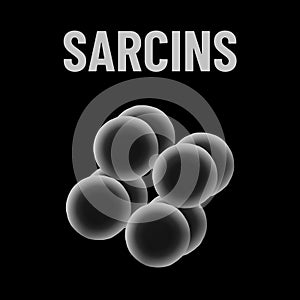 Sarcins bacteria monochrome vector illustration on black background. Virus concept