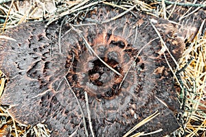 Sarcodon Imbricatus mushroom close-up.