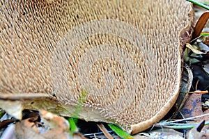 Sarcodon imbricatus mushroom