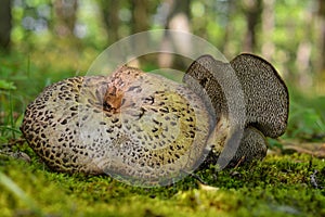 Sarcodon imbricatus mushroom photo
