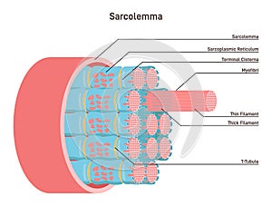 Sarcolemma, structure of muscle fiber. Educational closeup anatomical