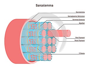 Sarcolemma, structure of muscle fiber. Educational closeup anatomical photo