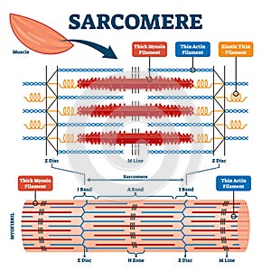 Sarcomere muscular biology scheme vector illustration photo