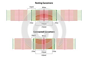 Sarcomeres in different functional stages: resting and contracted. photo