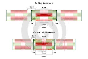 Sarcomeres in different functional stages: resting and contracted.