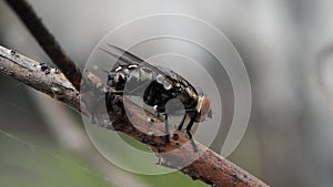 Sarcophaga or Flesh Fly resting on a branch