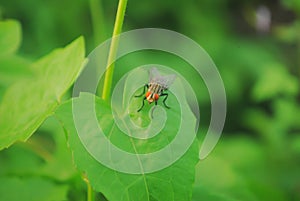 Sarcophagidae are a family of flies commonly known as flesh flies in the wild