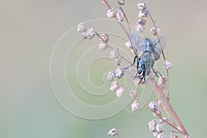 Sarcophagidae fly