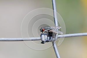 Sarcophagidae fly perched on a metal enclosure knot photo