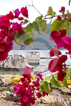 Sarcophagus in blooming bougainvillea, in the lycian ancient city of Simena, Kekova, Demre, Antalya, Turkey