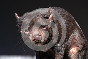 Sarcophilus harrisii also known as a tasmanian devil looking directly at you