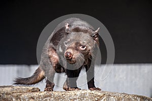 Sarcophilus harrisii also known as a tasmanian devil walking across rock in sunshine