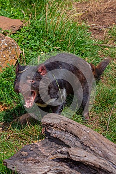 Sarcophilus harrisii known as Tasmanian devil in Australia