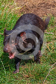 Sarcophilus harrisii known as Tasmanian devil in Australia