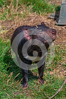 Sarcophilus harrisii known as Tasmanian devil in Australia
