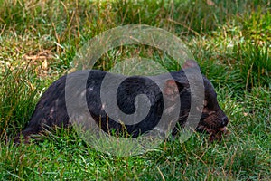 Sarcophilus harrisii known as Tasmanian devil in Australia