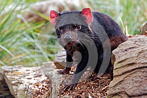 Sarcophilus harrisii - Tasmanian Devil in the night and day