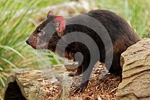 Sarcophilus harrisii - Tasmanian Devil in the night and day in Australia