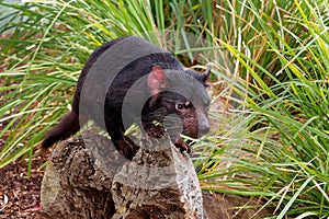 Sarcophilus harrisii - Tasmanian Devil in the night and day
