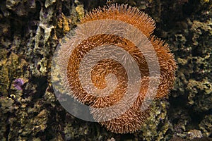 Sarcophyton coral. Soft mushroom.