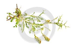 Sarcopoterium spinosum. In English it is known as the prickly, spiny, or thorny burnet. Isolated on white
