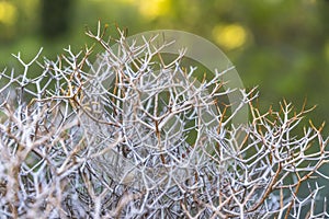 Sarcopoterium spinosum flowering plants