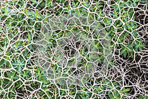 Sarcopoterium spinosum flowering plants