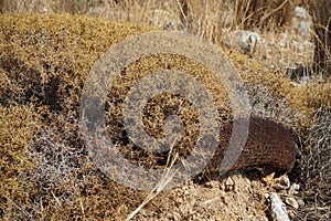 Sarcopoterium spinosum grows in August. Rhodes Island, Greece