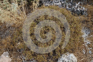 Sarcopoterium spinosum grows in August. Rhodes Island, Greece