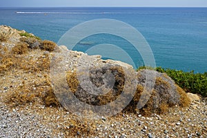 Sarcopoterium spinosum grows in Septembe. Rhodes Island, Greece