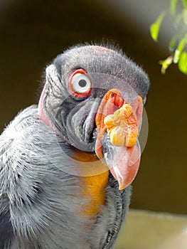 Sarcoramphus papa head photo