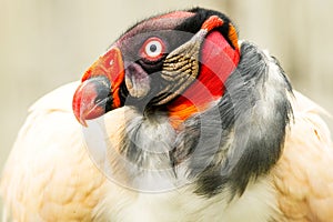 Sarcoramphus Papa King Vulture