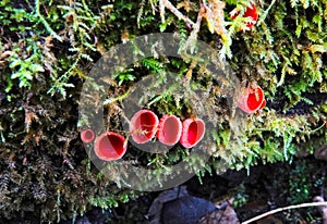 Sarcoscypha austriaca.