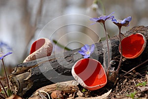 Sarcoscypha austriaca photo