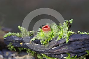 Sarcoscypha austriaca is fungus in the family Sarcoscyphaceae of the order Pezizales of Ascomycota.