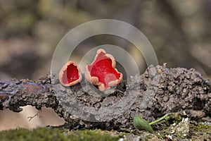 Sarcoscypha austriaca is fungus in the family Sarcoscyphaceae of the order Pezizales of Ascomycota.