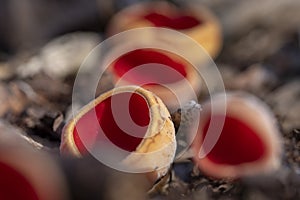 Sarcoscypha austriaca - a saprobic rare nonedible fungus known as the scarlet elfcup