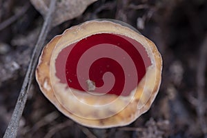 Sarcoscypha austriaca - a saprobic rare nonedible fungus known as the scarlet elfcup