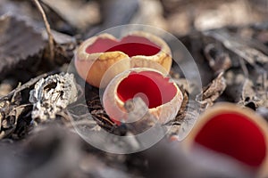 Sarcoscypha austriaca - a saprobic rare nonedible fungus known as the scarlet elfcup