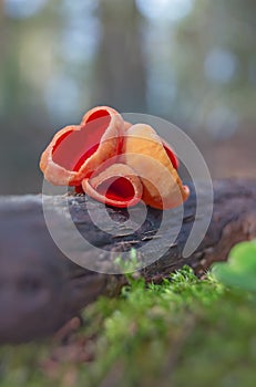 Sarcoscypha austriaca - a saprobic rare nonedible fungus known as the scarlet elfcup. Beige mushroom cups scarlet inside