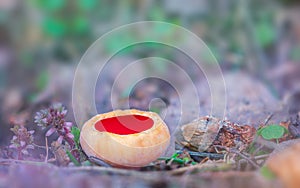 Sarcoscypha austriaca - a saprobic rare nonedible fungus known as the scarlet elfcup. Beige mushroom cups scarlet inside