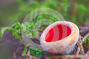 Sarcoscypha austriaca - a saprobic rare nonedible fungus known as the scarlet elfcup. Beige mushroom cups scarlet inside