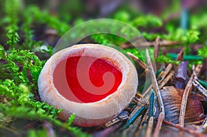 Sarcoscypha austriaca - a saprobic rare nonedible fungus known as the scarlet elfcup. Beige mushroom cups scarlet inside