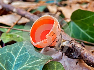 Sarcoscypha coccinea